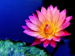 WATER LILLY