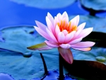 WATER LILLY