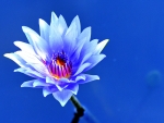 WATER LILLY
