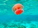 JELLY FISH