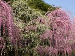 Weeping plum