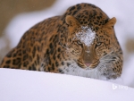 Amur Leopard
