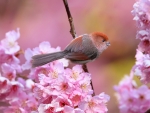 Cute Little Spring Bird