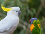 Kakadu and Lorikeets