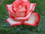 Hybrid Tea Rose