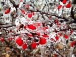 frozen berries