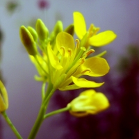 Mustard flower