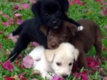 Three Cute Puppies