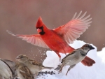 Cardinal and Sparrow