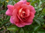 Lovely Pink Rose