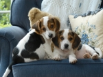 Two Puppies