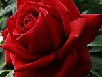 Lovely Red Rose