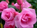 Pink Roses