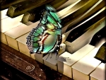Butterfly on Piano