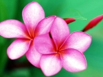 Pink Plumeria