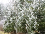 Ice crystals on fir tree