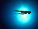 Moonlight Octopus