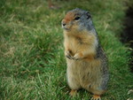 Ground Squirrel