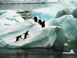 Penguins on an iceberg