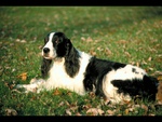Springer Spaniel