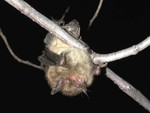 Little Brown Bat