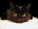 Cat Eyes