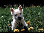 West Highland White Terrier