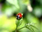 ladybug