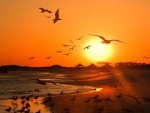 Seagulls at the Sunset Beach