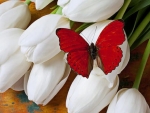 Red Butterfly on White Tulips