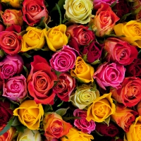 Roses background