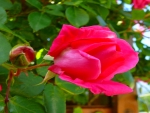 Pink Rose