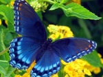 Blue Butterfly on Flowers
