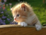 Cute Kitten