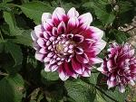 Purple White Dahlias