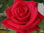 Red Rose