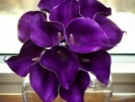 Gorgeous Dark Violet Lilies!