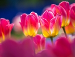 Spring Tulips