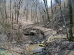 Creek in the Woods