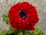 Anemone (Double flower Porto double)