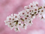 Cherry Blossoms