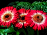 Red Gerberas