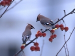 Winter Birds