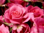 Lovely Roses