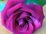 Purple Rose