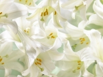 Easter Lilies