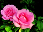 PINK ROSE BEAUTY