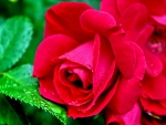 RED ROSE