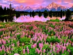 LUPINE WILD FLOEWRS