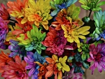 Rainbow Flowers!